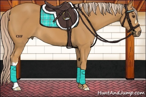 Horse Color:Palomino 