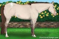 Horse Color:Sable Champagne Dun Sabino Appaloosa
