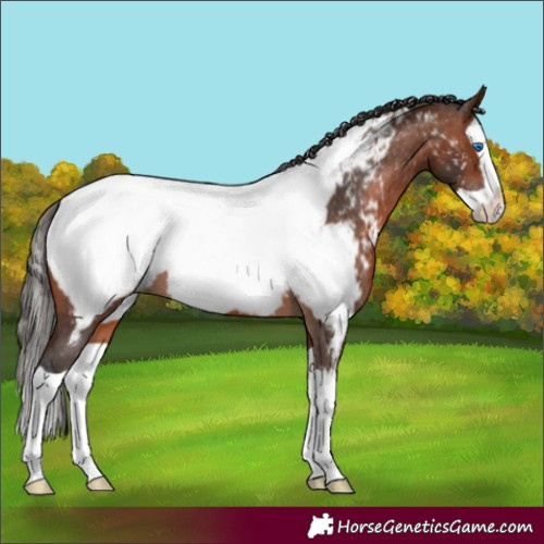 Horse Color:Brown Splash Appaloosa 