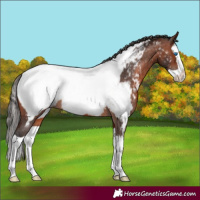 Horse Color:Brown Splash Appaloosa 