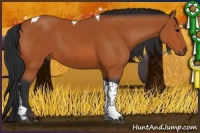 Horse Color:Bay Tobiano 
