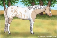 Horse Color:Silver Bay Dun Tobiano Near Leopard 