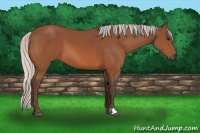 Horse Color:Silver Bay 