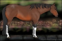 Horse Color:Bay Tobiano 