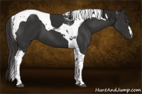 Horse Color:Liver Chestnut Tobiano 