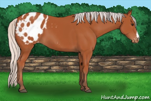 Horse Color:Silver Bay Appaloosa 