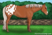 Horse Color:Silver Bay Appaloosa 