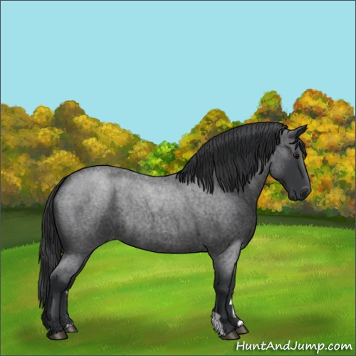 Horse Color:Blue Roan 