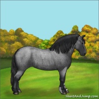 Horse Color:Blue Roan 