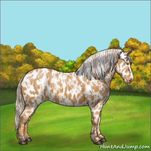 Horse Color:Palomino Appaloosa  and Palomino Frame Appaloosa 