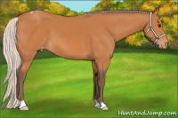 Horse Color:Silver Bay Varnish 