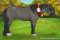 Horse Color:Grullo 