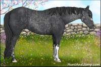 Horse Color:Black and Black