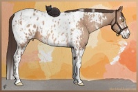 Horse Color:Amber Champagne Sabino Tobiano Appaloosa and Amber Champagne Sabino Tobiano Appaloosa