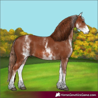 Horse Color:White Spotted Chestnut Sabino 