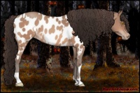 Horse Color:Amber Champagne Sabino Tobiano Near Leopard and Amber Champagne Sabino Tobiano Near Leopard