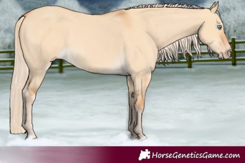 Horse Color:Gray Cremello Dun 