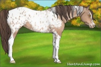 Horse Color:Amber Champagne Sabino Tobiano Appaloosa  and Amber Champagne Sabino Tobiano Appaloosa 