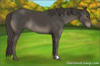 Horse Color:Smoky Black 