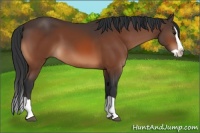 Horse Color:Bay Splash 