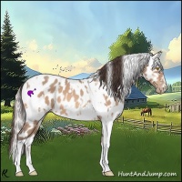 Horse Color:Amber Champagne Sabino Tobiano Near Leopard  and Silver Amber Champagne Sabino Tobiano Near Leopard 