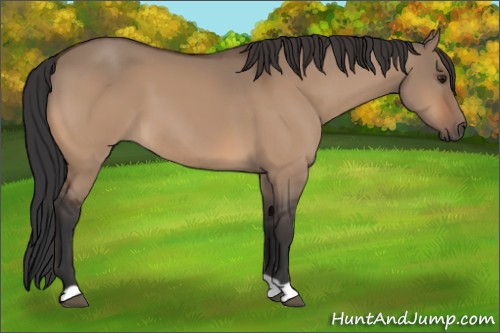 Horse Color:Bay Dun