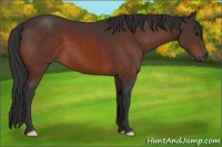 Horse Color:Brown 