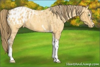 Horse Color:Amber Cream Champagne Sabino Tobiano Appaloosa  and Amber Cream Champagne Sabino Tobiano Appaloosa 