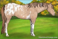 Horse Color:Amber Champagne Sabino Tobiano Appaloosa  and Gold Champagne Sabino Tobiano Appaloosa 