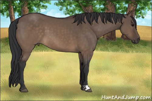 Horse Color:Brown Dun 