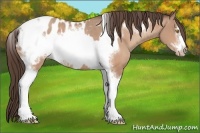 Horse Color:Amber Champagne Sabino Tobiano Blanket  and Amber Champagne Sabino Tobiano Frame Blanket 