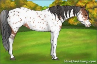 Horse Color:Bay Sabino Near Leopard 