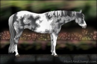 Horse Color:White Spotted Black Splash Tobiano Frame Appaloosa 