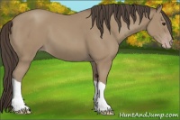 Horse Color:Classic Champagne