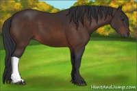 Horse Color:Brown 