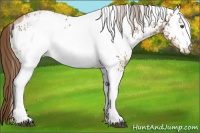 Horse Color:White Spotted Liver Chestnut Pearl Blanket 