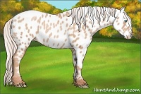 Horse Color:Silver Buckskin Pearl Appaloosa 