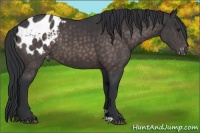 Horse Color:Platinum Brown Appaloosa 