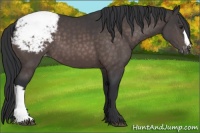 Horse Color:Platinum Brown Appaloosa 