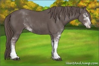 Horse Color:Platinum Liver Chestnut Sabino 