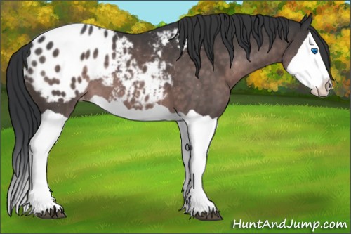 Horse Color:Platinum Brown Splash Appaloosa 