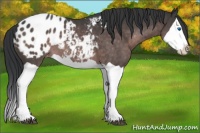 Horse Color:Platinum Brown Splash Appaloosa 