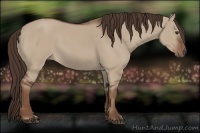 Horse Color:Liver Red Dun 