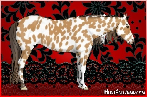 Horse Color:Buckskin Appaloosa 