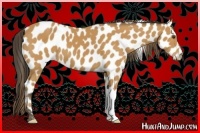 Horse Color:Buckskin Appaloosa 