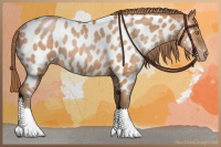 Horse Color:Bay Pearl Appaloosa 