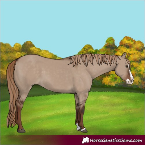 Horse Color:Liver Red Dun Splash Rabicano 