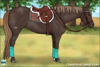 Horse Color:Liver Chestnut Rabicano 