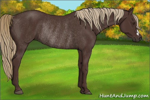 Horse Color:Liver Chestnut Rabicano 