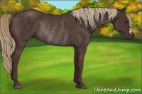 Horse Color:Liver Chestnut Rabicano 